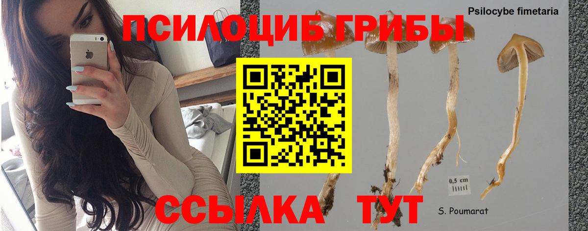 Губкинский  Галлюциногенные грибы Cubensis  Галлюциногенные грибы GOLDEN TEACHER  Вход с VPN 